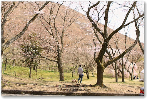 桜の里
