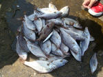 DSC03240.JPG