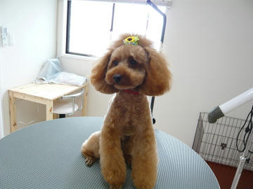 b-P1090705.jpg