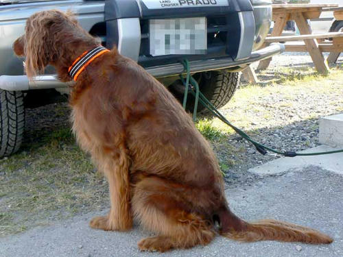 IRISH SETTER