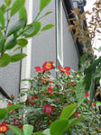 P1040006.jpg