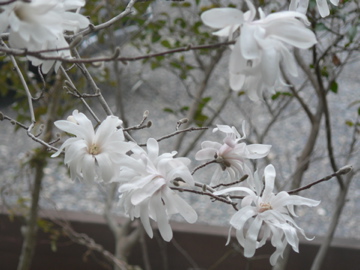 P1040501.jpg