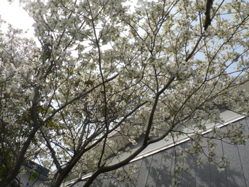 P1040524.jpg