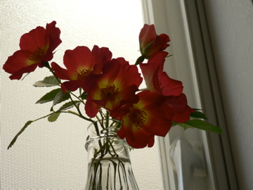 P1040546.jpg