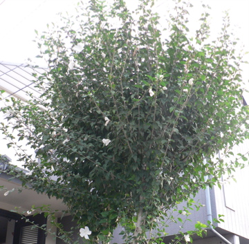 P1040620_2.jpg