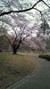 NEC_0385.JPG