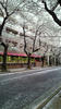 NEC_0387.JPG
