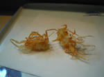 DSCN0657.jpg