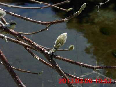 ハクモクレンの冬芽