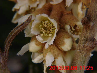 ビワの花