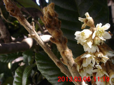 ビワの冬芽