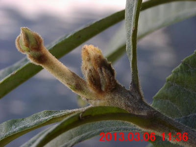 ビワの冬芽