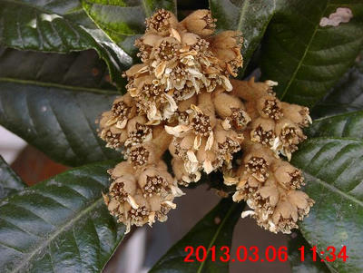 ビワの花