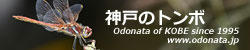 odonata.jp 神戸のトンボ