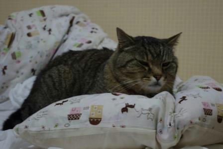IMGP5768.JPG