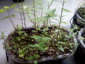CAPETSLF.jpg