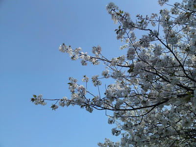 おしるこ屋さんの桜