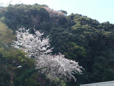 合流地点の桜