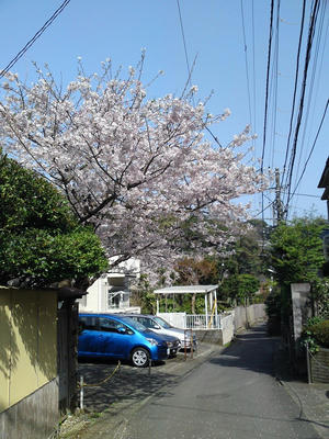 佐助稲荷道の桜