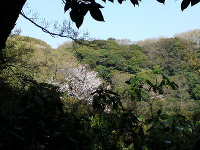 銭洗弁天の裏山の桜