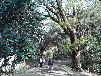 源氏山公園の山道