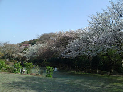 源氏山公園の桜