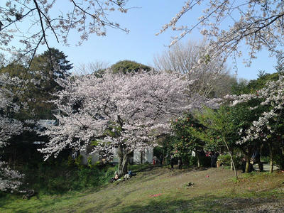 葛原岡神社の桜1