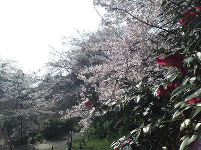 葛原岡神社の桜と椿