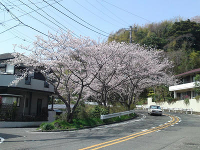 Ｓ字坂下の桜