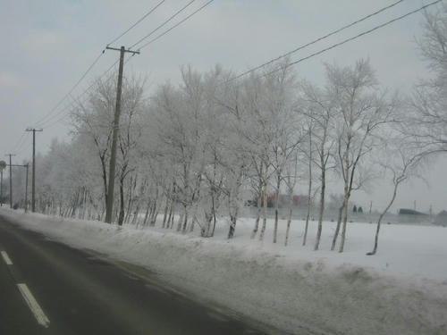 今日も霧氷