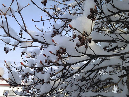 朝の一枚　1月27日