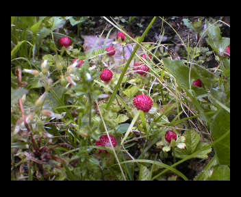 画像ファイル "http://blog.cnobi.jp/v1/blog/user/d0ff933dfe5f9a217a8c8a9d2117510f/1244306562" は壊れているため、表示できませんでした。