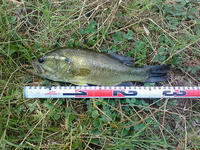 200808061133000.jpg