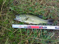 200808061202000.jpg