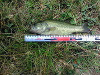 200808061217000.jpg