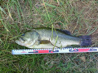 200808160706000.jpg
