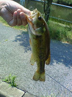 200808161136000.jpg