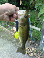 200809070813000.jpg