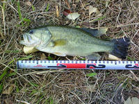 200811020840000.jpg