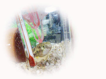 f01.jpg