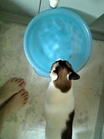 ネコの蘭ちゃんも、お風呂のお水好き