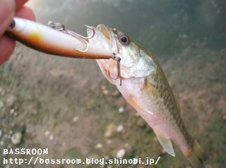 DSCF3668.jpg