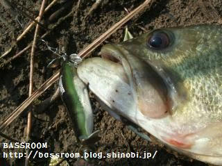 DSCF3672.jpg