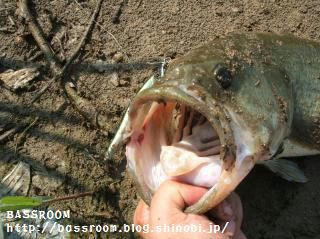 DSCF3674.jpg