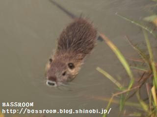 DSCF3686.jpg