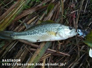 DSCF3694.jpg