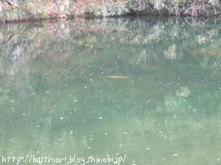 金の魚