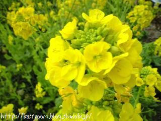 菜の花