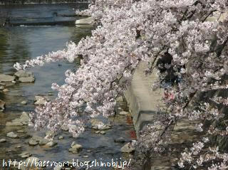 垂れた桜
