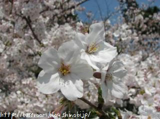 マクロ桜